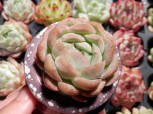 Load image into Gallery viewer, Echeveria Primera
