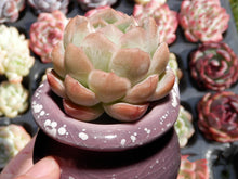 Load image into Gallery viewer, Echeveria Primera
