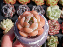 Load image into Gallery viewer, Echeveria Starmark | 全明星/星痕