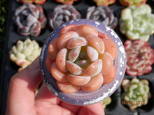 Load image into Gallery viewer, Echeveria Starmark | 全明星/星痕