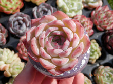 Load image into Gallery viewer, Echeveria Keralean | 颂歌