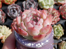 Load image into Gallery viewer, Echeveria Keralean | 颂歌