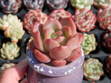 Load image into Gallery viewer, Echeveria Glampink