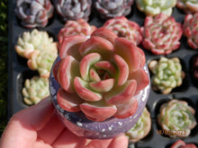 Load image into Gallery viewer, Echeveria Glampink