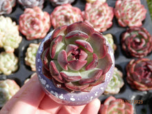Load image into Gallery viewer, Echeveria Black Queen