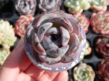 Load image into Gallery viewer, Echeveria Dark Opal
