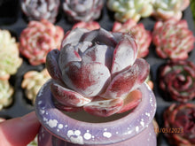 Load image into Gallery viewer, Echeveria Dark Opal