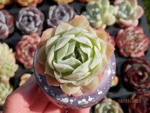 Load image into Gallery viewer, Echeveria Jeong-wol | 静夜 E. derenbergii × E. elegans