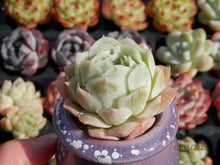 Load image into Gallery viewer, Echeveria Jeong-wol | 静夜 E. derenbergii × E. elegans