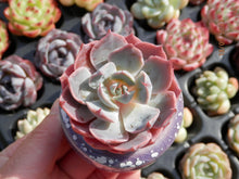 Load image into Gallery viewer, Echeveria Color Liner