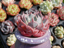 Load image into Gallery viewer, Echeveria Color Liner