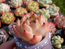 Load image into Gallery viewer, Echeveria Flora | 弗洛拉/白龙