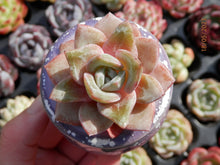 Load image into Gallery viewer, Echeveria Pink Champagne | 粉色香槟