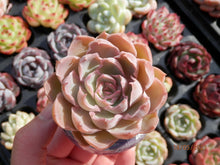 Load image into Gallery viewer, Echeveria Magic Sabana