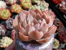 Load image into Gallery viewer, Echeveria Magic Sabana