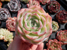 Load image into Gallery viewer, Echeveria Silhouette | 侧影