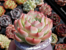 Load image into Gallery viewer, Echeveria Silhouette | 侧影