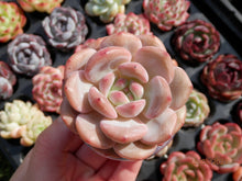 Load image into Gallery viewer, Echeveria Ariel | 爱丽儿/凌雪