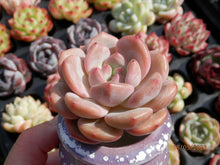 Load image into Gallery viewer, Echeveria Ariel | 爱丽儿/凌雪