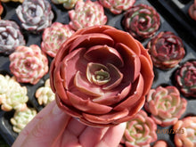 Load image into Gallery viewer, Echeveria Red Tan