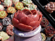 Load image into Gallery viewer, Echeveria Red Tan