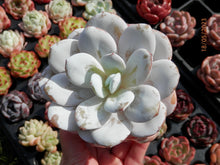 Load image into Gallery viewer, Echeveria Laui | 雪莲