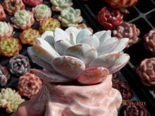 Load image into Gallery viewer, Echeveria Laui | 雪莲
