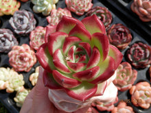 Load image into Gallery viewer, Echeveria Magic Crown
