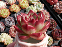 Load image into Gallery viewer, Echeveria Magic Crown