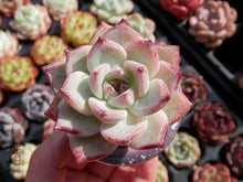 Load image into Gallery viewer, Echeveria Icecol