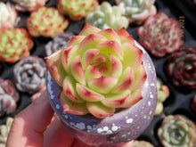 Load image into Gallery viewer, Echeveria Red cone | 红锥
