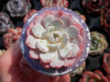 Load image into Gallery viewer, Echeveria Lapine | E. laui × E. Pinwheel