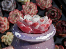 Load image into Gallery viewer, Echeveria Lapine | E. laui × E. Pinwheel