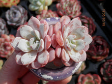 Load image into Gallery viewer, Echeveria Lapine | E. laui × E. Pinwheel