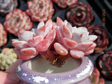 Load image into Gallery viewer, Echeveria Lapine | E. laui × E. Pinwheel