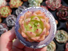 Load image into Gallery viewer, Echeveria Agavoides 'Spicy' | 青椒东云
