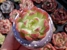 Load image into Gallery viewer, Echeveria Arcoiris
