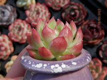 Load image into Gallery viewer, Echeveria Arcoiris