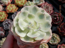 Load image into Gallery viewer, Echeveria Lenore Dean | 玉蝶锦