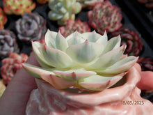 Load image into Gallery viewer, Echeveria Lenore Dean | 玉蝶锦