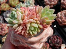 Load image into Gallery viewer, Echeveria Raspberry spp. | 冰莓杂