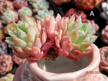 Load image into Gallery viewer, Echeveria Raspberry spp. | 冰莓杂