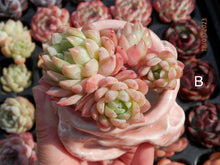 Load image into Gallery viewer, Echeveria Raspberry spp. | 冰莓杂