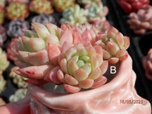 Load image into Gallery viewer, Echeveria Raspberry spp. | 冰莓杂