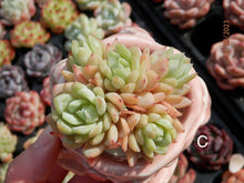 Load image into Gallery viewer, Echeveria Raspberry spp. | 冰莓杂