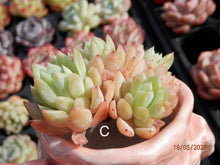 Load image into Gallery viewer, Echeveria Raspberry spp. | 冰莓杂