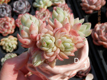 Load image into Gallery viewer, Echeveria Raspberry spp. | 冰莓杂