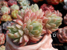 Load image into Gallery viewer, Echeveria Raspberry spp. | 冰莓杂