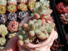 Load image into Gallery viewer, Pachyphytum Apple | 苹果美人