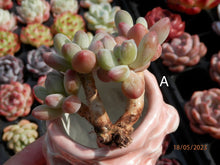 Load image into Gallery viewer, Pachyphytum Apple | 苹果美人